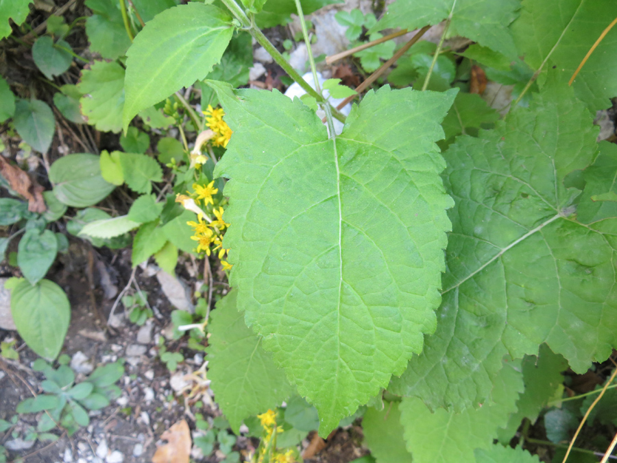 Изображение особи Salvia glutinosa.