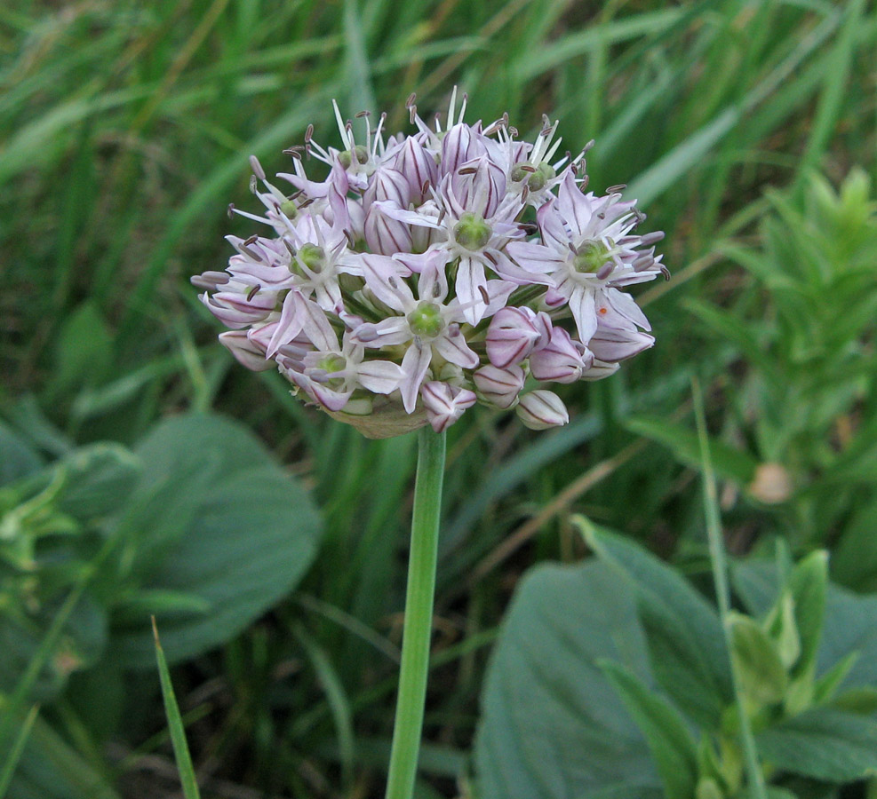 Изображение особи Allium quercetorum.