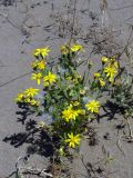 Senecio subdentatus