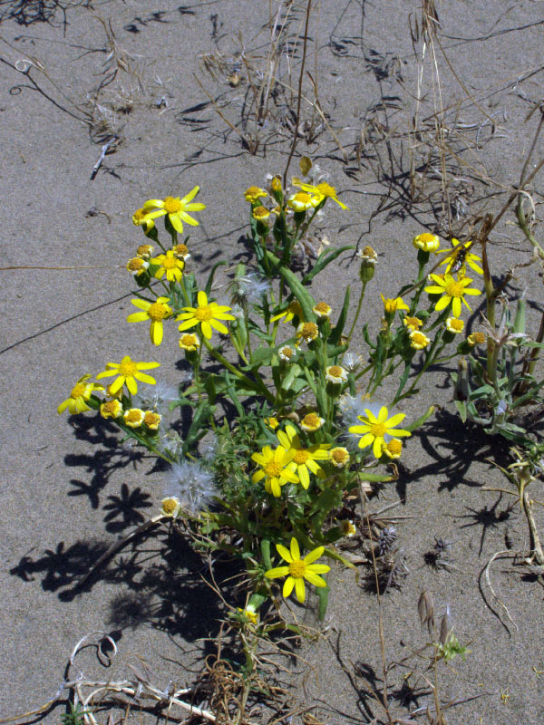 Image of Senecio subdentatus specimen.