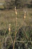 Centaurea caprina