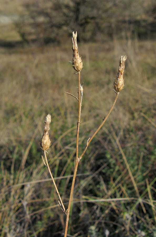 Image of Centaurea caprina specimen.