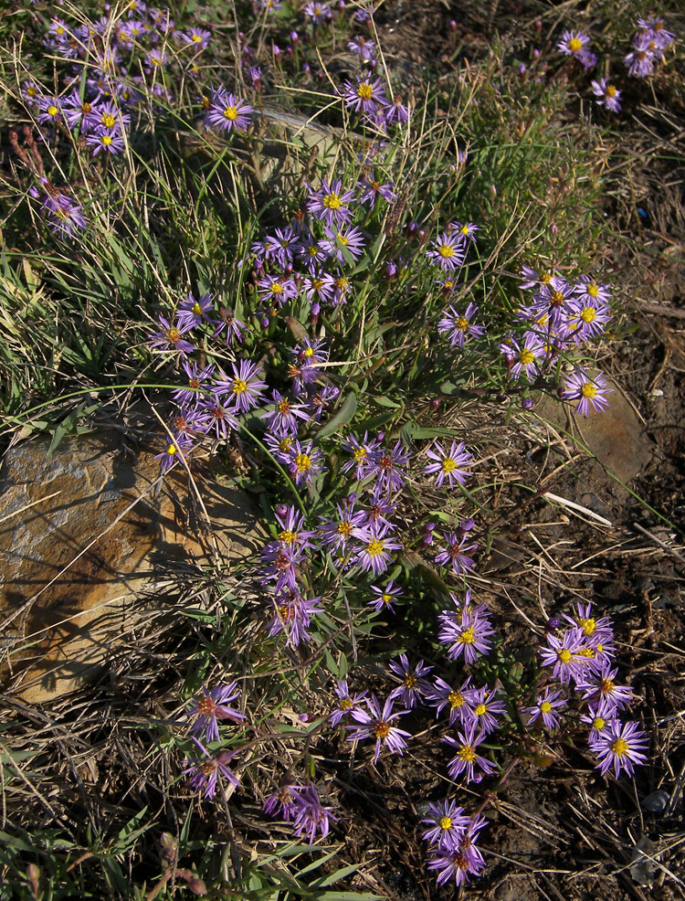 Image of Tripolium pannonicum specimen.
