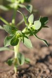 Euphorbia densa