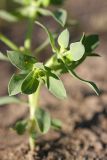 Euphorbia densa. Верхушка побега с соцветиями. Южный Казахстан, восточная граница пустыни Кызылкум. 07.05.2013.