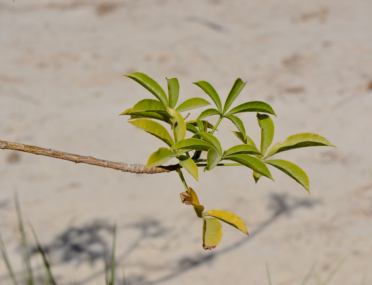 Image of Adansonia digitata specimen.