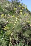 Ferula kirialovii. Верхушка расцветающего растения. Южный Казахстан, хр. Каржантау, ущ. Кызылбулак. 27.05.2013.