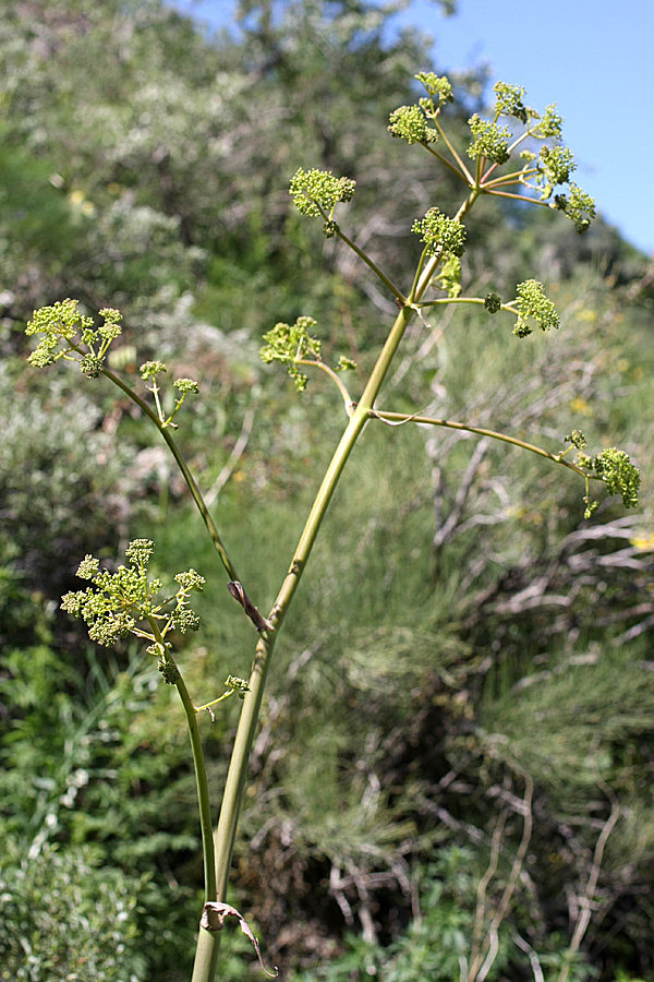 Image of Ferula kirialovii specimen.