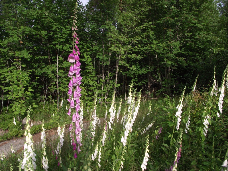 Image of Digitalis purpurea specimen.