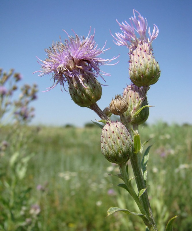 Изображение особи Cirsium setosum.