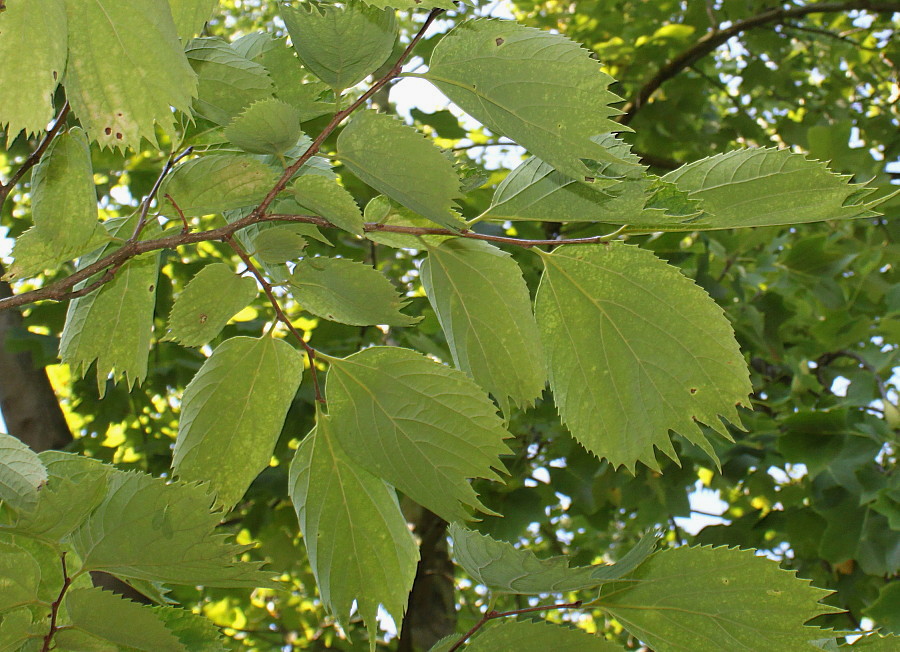 Изображение особи Celtis koraiensis.