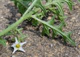 Solanum triflorum