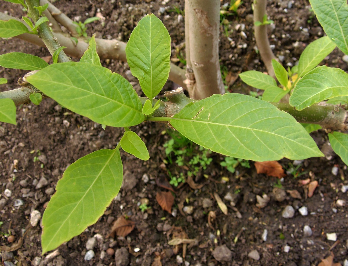 Image of Brugmansia aurea specimen.