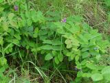 Lathyrus humilis. Цветущее растение. Иркутск, территория курорта \"Ангара\". 12.06.2013.