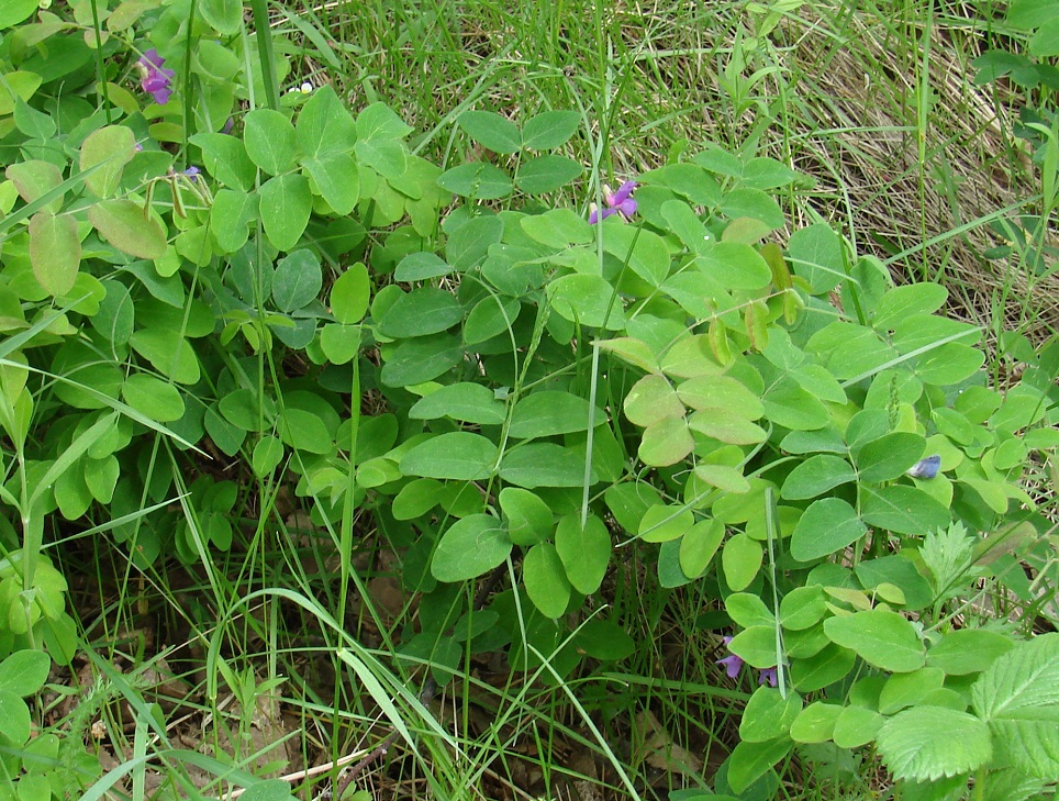 Image of Lathyrus humilis specimen.