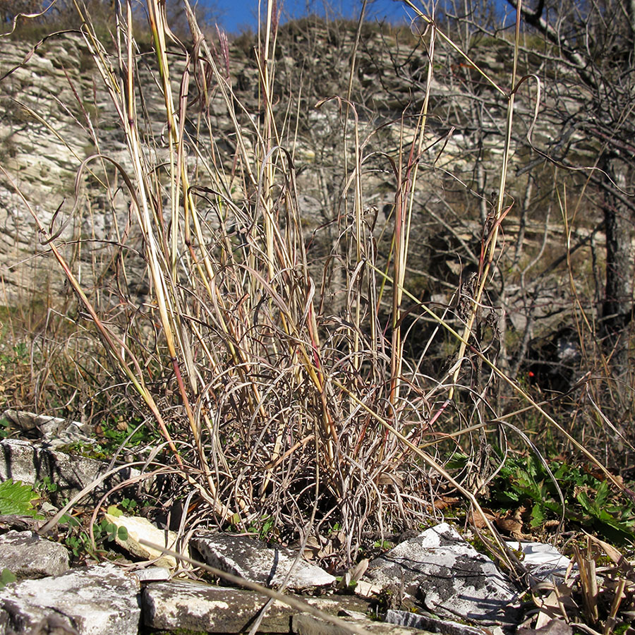 Изображение особи Bothriochloa ischaemum.