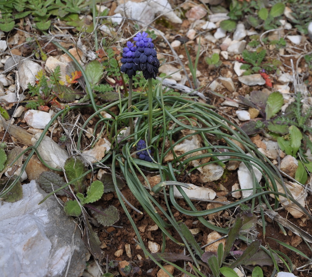 Изображение особи Muscari neglectum.