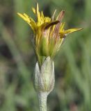 Image of taxon representative. Author is Роланд Цандекидис