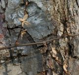 Nothofagus obliqua. Часть веточки с прошлогодними плюсками. Германия, г. Дюссельдорф, Ботанический сад университета. 02.03.2014.