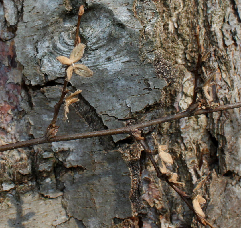 Image of Nothofagus obliqua specimen.