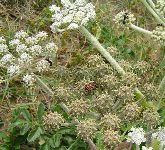Image of Glehnia litoralis specimen.