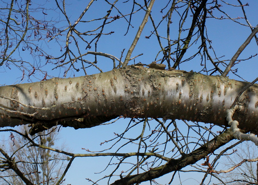 Image of Prunus serrulata specimen.