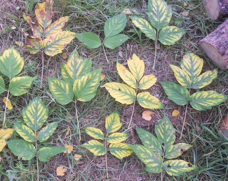 Image of Acer negundo specimen.