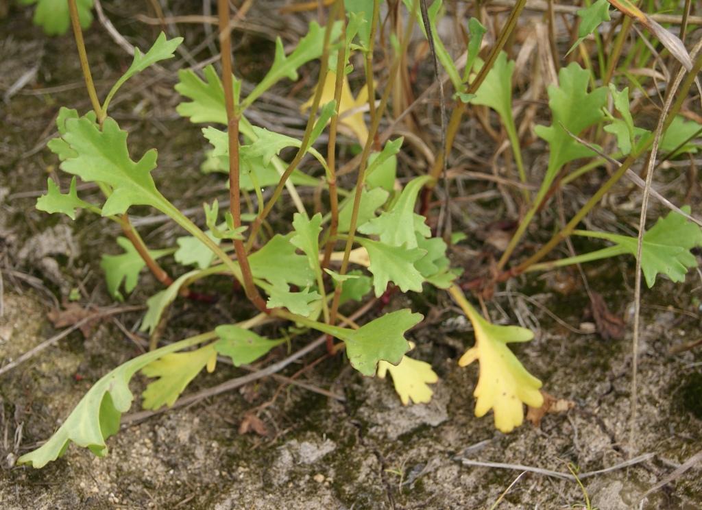 Изображение особи Arctanthemum arcticum.