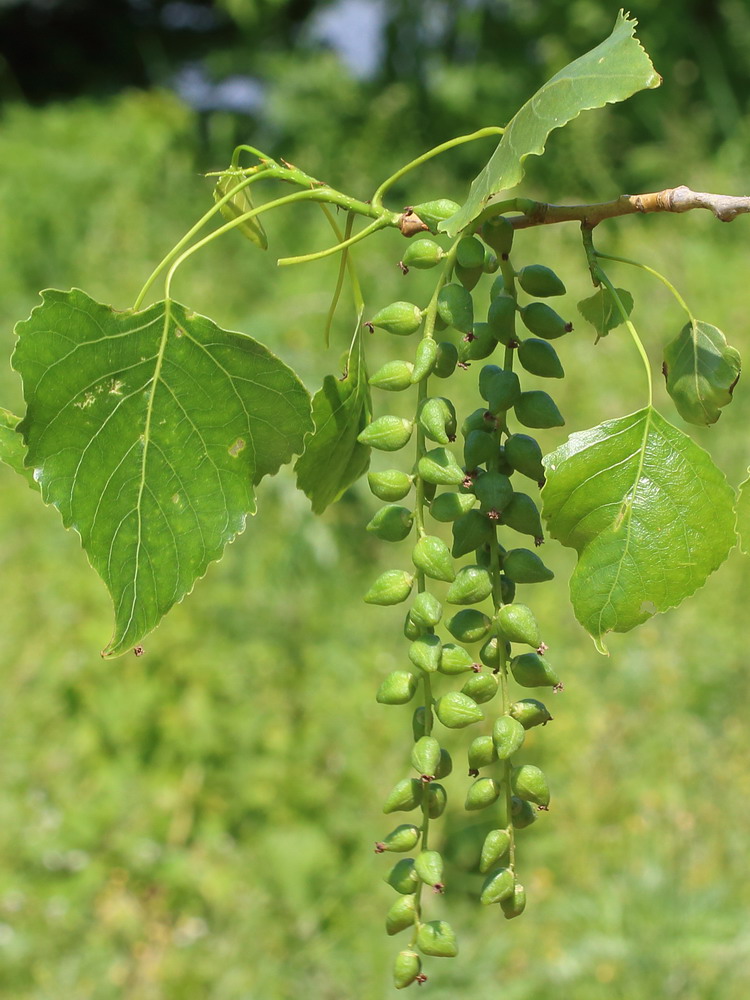 Image of Populus &times; canadensis specimen.