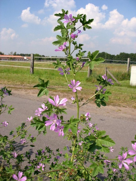 Image of Malva sylvestris specimen.