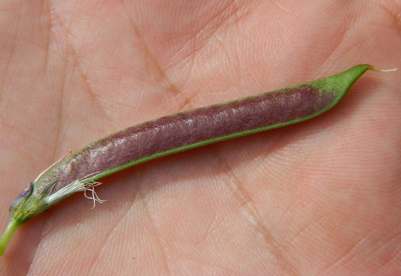 Изображение особи Lathyrus vernus.