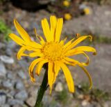 семейство Asteraceae. Соцветие. Германия, г. Дюссельдорф, Ботанический сад университета. 04.05.2014.