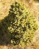 Picea glauca