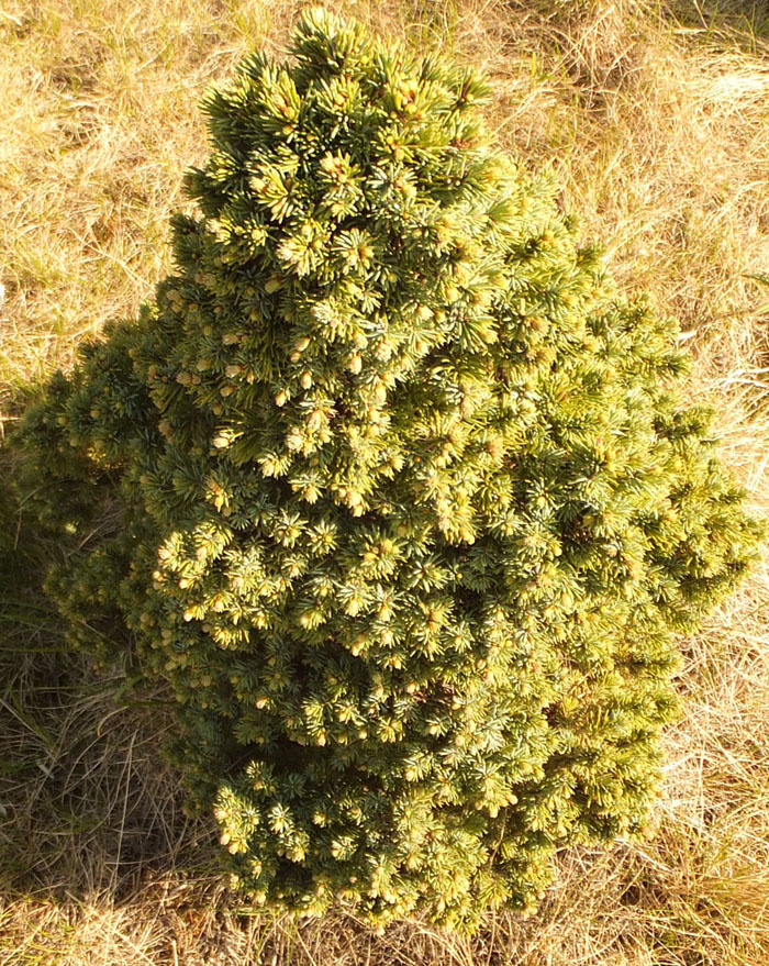 Изображение особи Picea glauca.