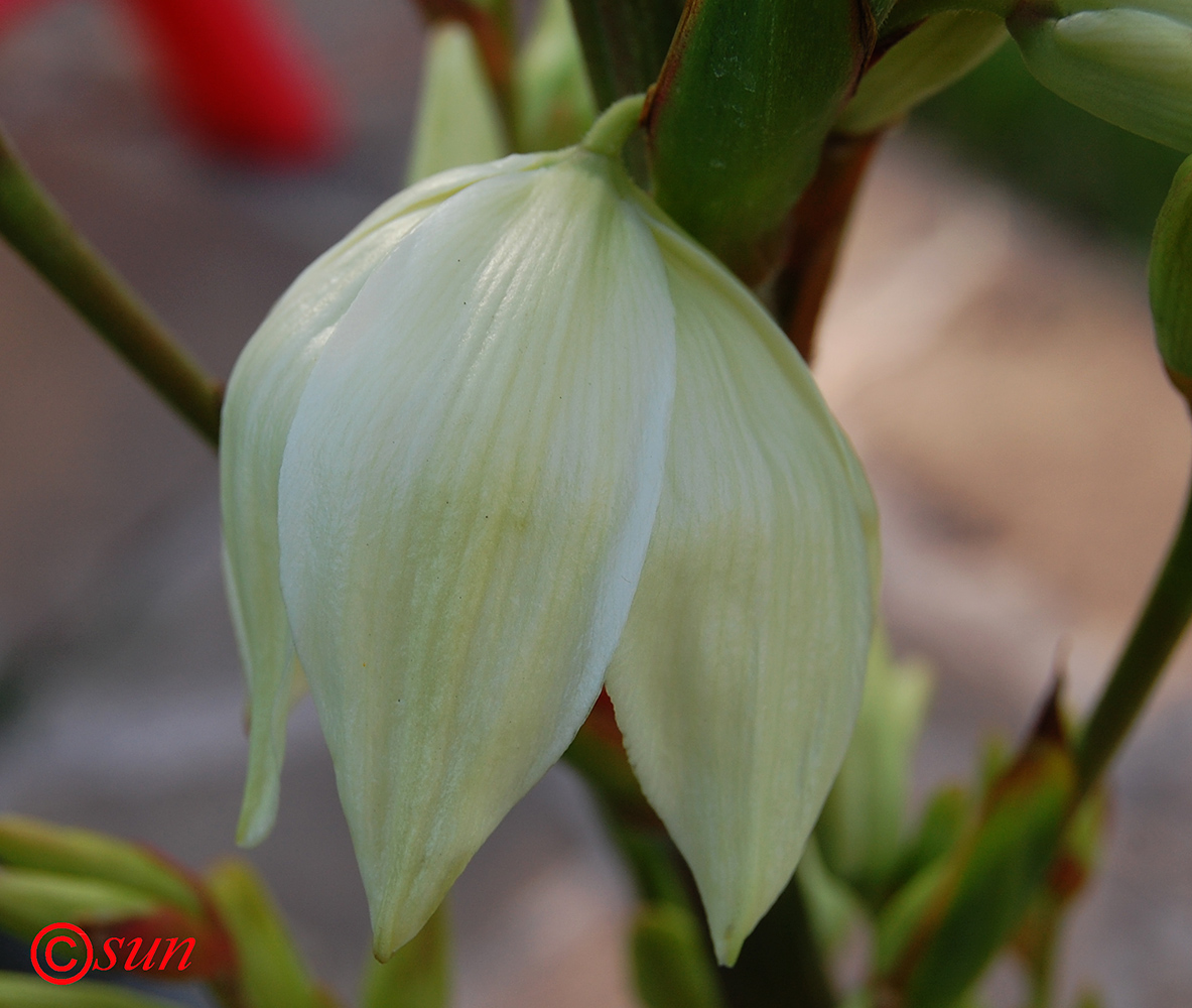 Image of Yucca gloriosa specimen.