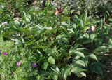 Paeonia lactiflora. Растение с плодом. Германия, г. Дюссельдорф, Ботанический сад университета. 02.06.2014.