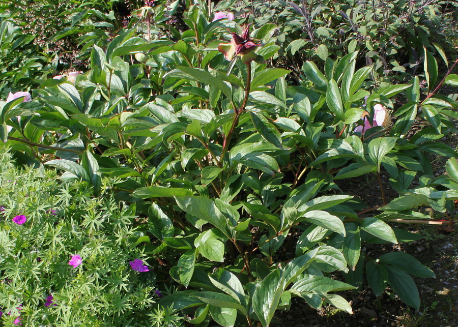 Image of Paeonia lactiflora specimen.