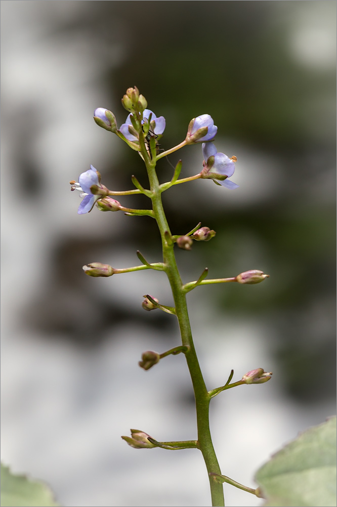 Image of Veronica beccabunga specimen.