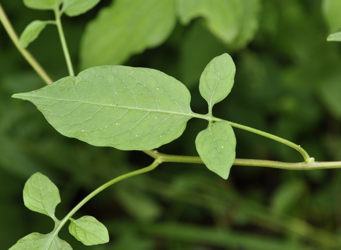 Изображение особи Solanum dulcamara.