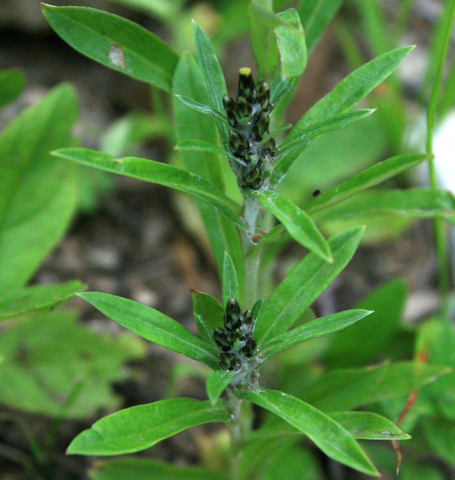 Image of Omalotheca caucasica specimen.