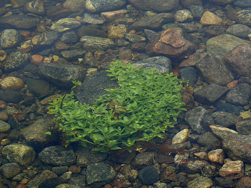 Image of Honckenya peploides ssp. diffusa specimen.