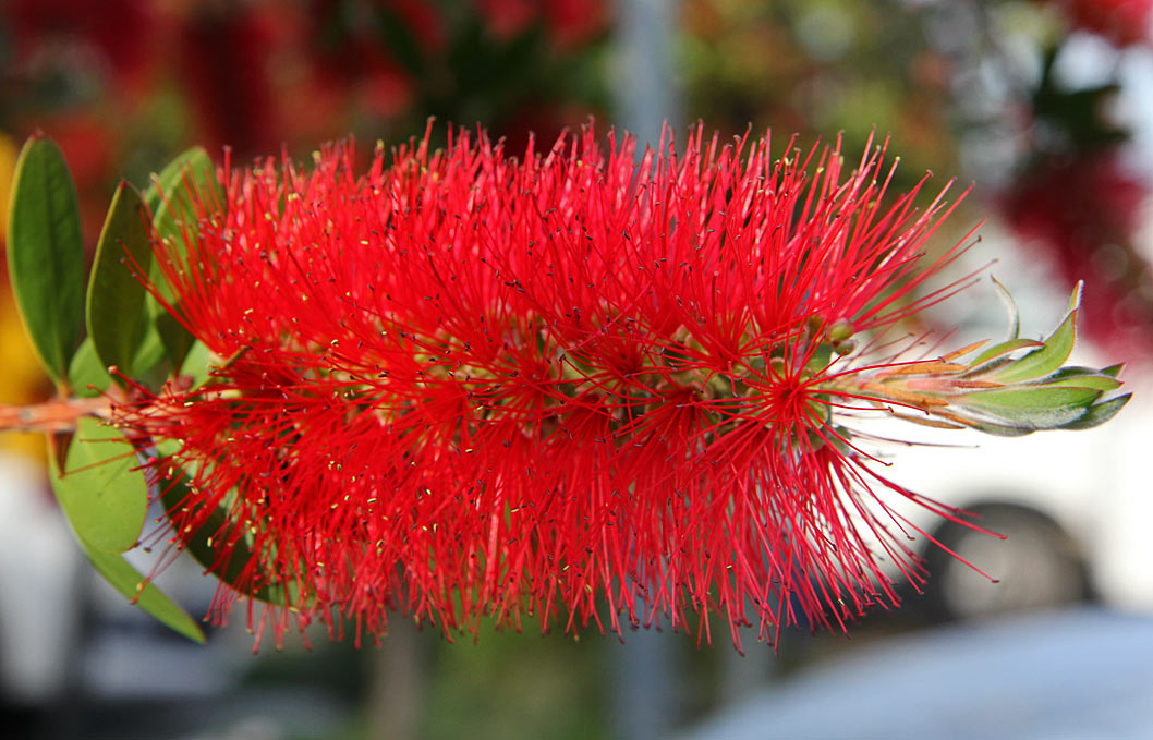 Image of Callistemon citrinus specimen.