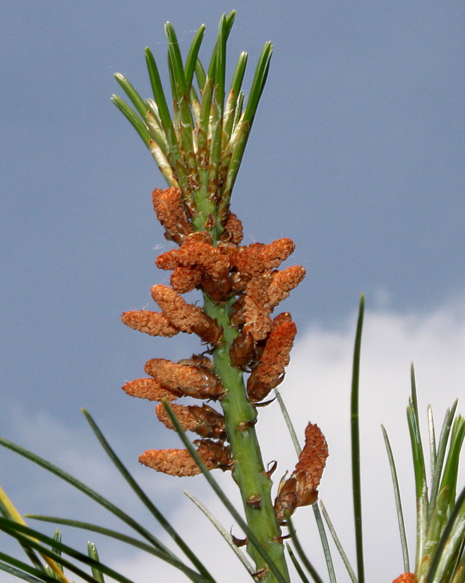 Image of Pinus armandii specimen.