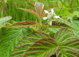 Rubus matsumuranus