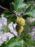 Fagus × taurica. Побег с соплодиями. Крымский природный заповедник, Бабуган-Яйла. 19.07.2009.