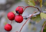 genus Crataegus. Соплодие. Украина, Кировоградская обл., Устиновский р-н, ландшафтный заказник \"Урочище Монастырище\". 05.10.2013.