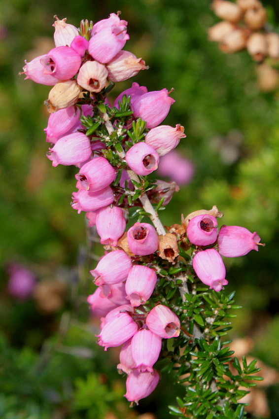 Image of Erica cinerea specimen.