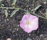 Convolvulus chinensis. Часть побега с цветком. Бурятия, окр. г. Гусиноозерск. 11.07.2014.