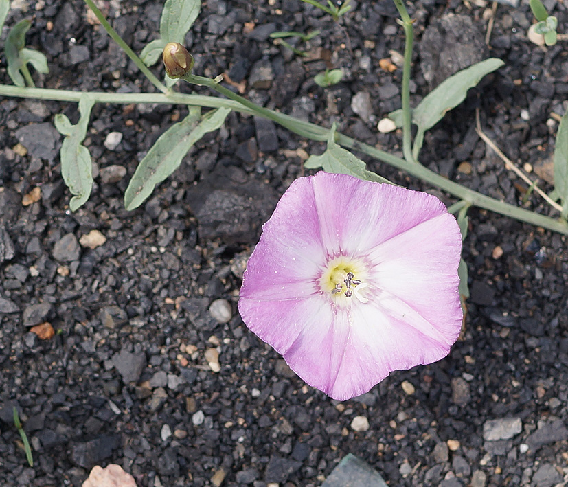 Image of Convolvulus chinensis specimen.