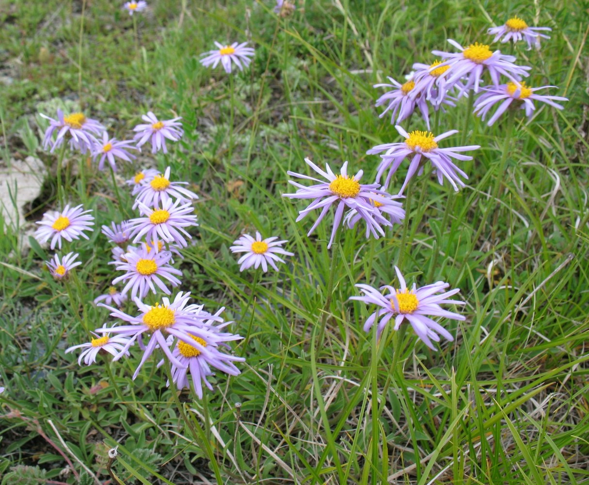 Изображение особи Aster alpinus.